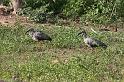 38 Plumbeous ibis